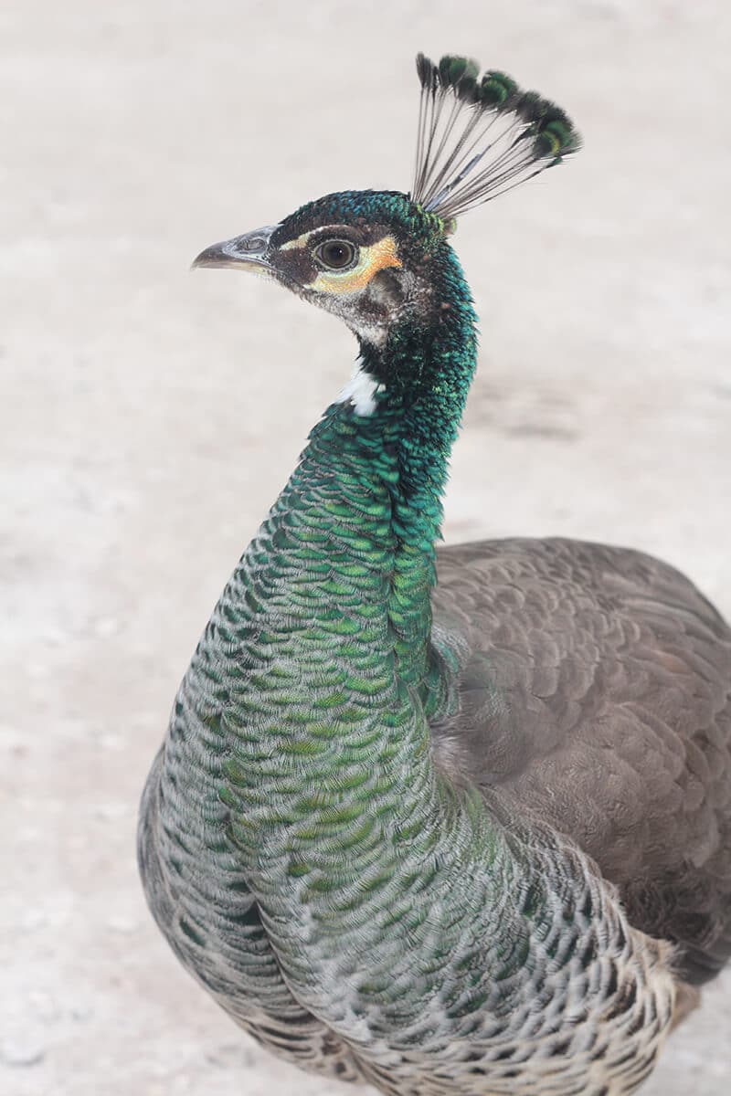 Beautiful peacock at Kingsley Plantation.