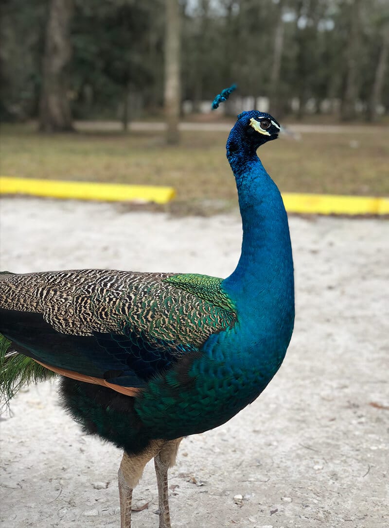 Gorgeous peacock roaming the grounds at Kingsley Plantation near Amelia Island.