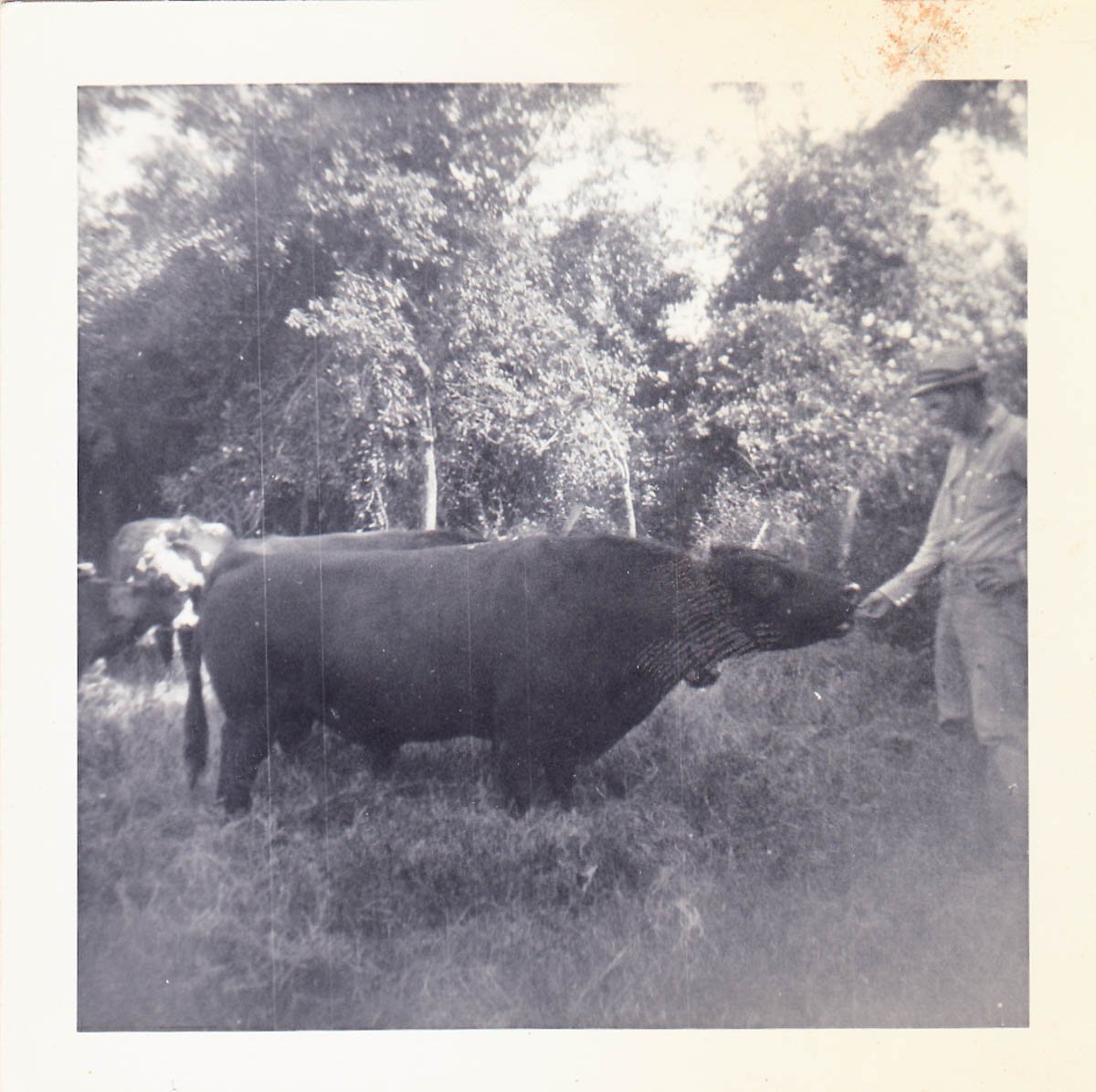 A man stands in a grassy field feeding a large cow; another cow is partially visible in the background, with trees behind them.