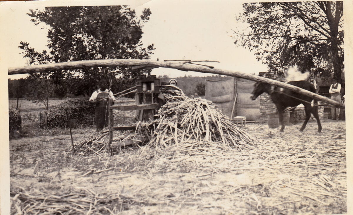 Three people operate a horse-powered mill outdoors, using a long wooden beam and surrounded by cut cane stalks on the ground.