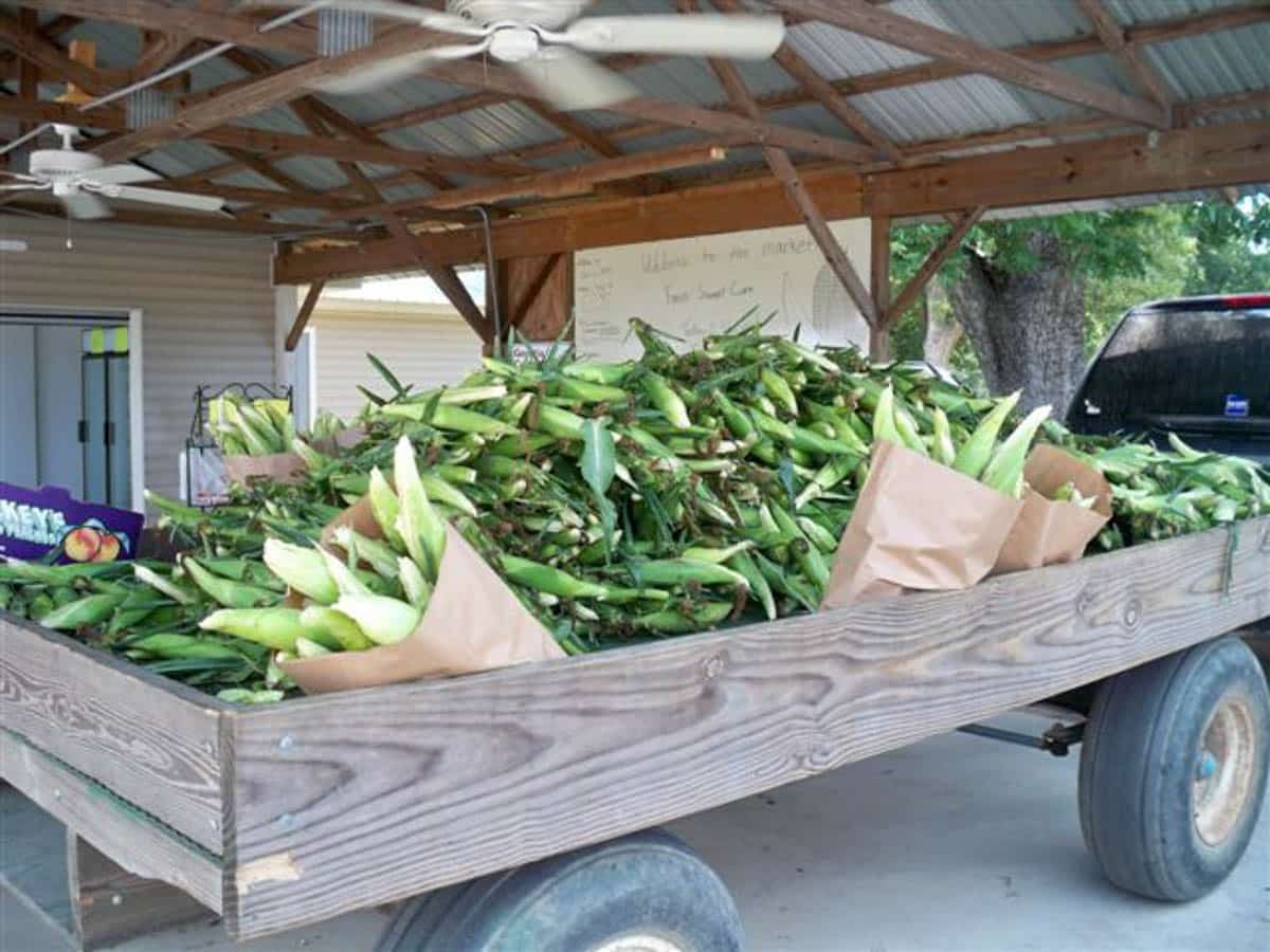 A wooden cart under a metal-roofed shelter is filled with freshly harvested ears of corn, some in paper bags.